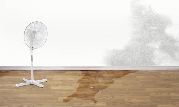 Best Mold removal after water damage  in Blawnox, PA