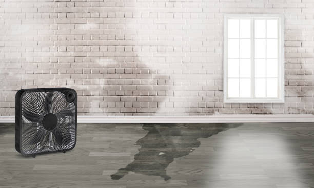 Best 24/7 water damage repair  in Blawnox, PA